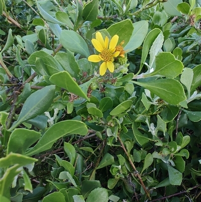 Chrysanthemoides monilifera (Bitou Bush, Boneseed) at Umina Beach, NSW - Yesterday by LyndalT