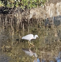 Egretta novaehollandiae at Woy Woy, NSW - Yesterday by LyndalT