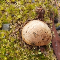 Scleroderma sp. at Penrose, NSW - 2 Jul 2025 by Aussiegall