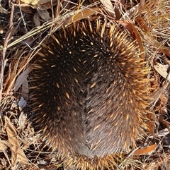 Tachyglossus aculeatus by Aussiegall