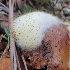 Spinellus sp. by Aussiegall