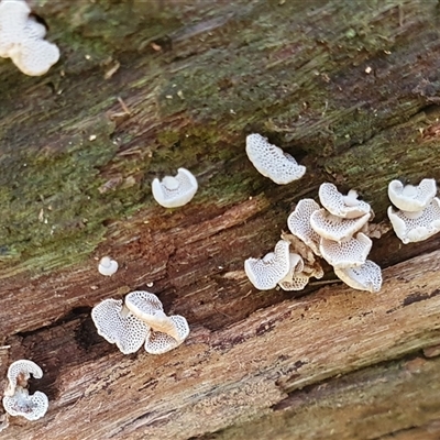 Panellus pusillus by Aussiegall
