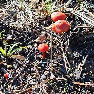Cortinarius persplendidus at Hawker, ACT - 12 Jul 2025 by sangio7