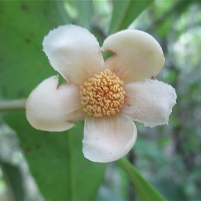 Ternstroemia cherryi (cherry beech) at Syndicate, QLD - 13 Dec 2017 by JasonPStewartNMsnc2016
