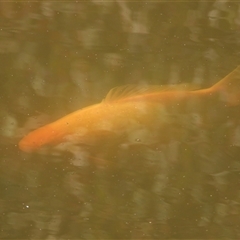 Carassius auratus (Goldfish) at Kambah, ACT - 7 Jul 2025 by LineMarie