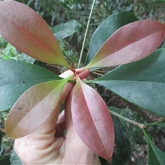 Ternstroemia cherryi (cherry beech) at Syndicate, QLD - 30 Jul 2016 by JasonPStewartNMsnc2016