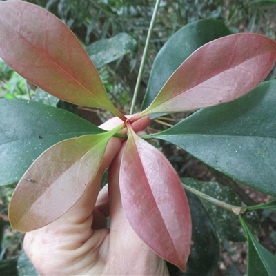 Ternstroemia cherryi (cherry beech) at Syndicate, QLD - 30 Jul 2016 by JasonPStewartNMsnc2016