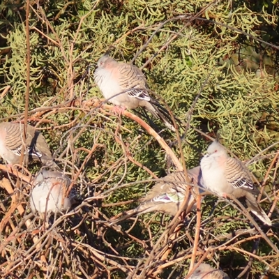 Ocyphaps lophotes at Tibooburra, NSW - 2 Jul 2025 by MB