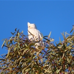Cacatua sanguinea at Tibooburra, NSW - 2 Jul 2025 by MB