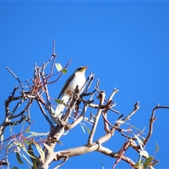 Manorina flavigula at Tibooburra, NSW - 2 Jul 2025 by MB