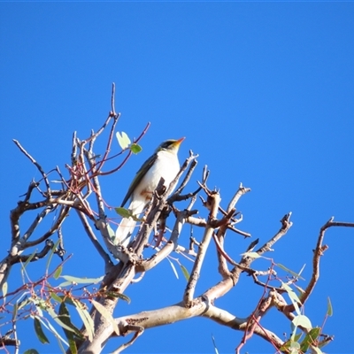 Manorina flavigula at Tibooburra, NSW - 2 Jul 2025 by MB