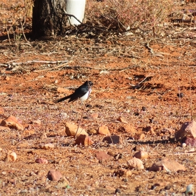 Rhipidura leucophrys at Tibooburra, NSW - 2 Jul 2025 by MB