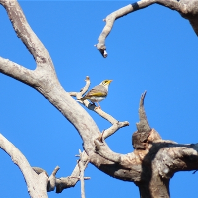 Ptilotula penicillata at Tibooburra, NSW - 2 Jul 2025 by MB