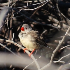 Taeniopygia guttata at Tibooburra, NSW - 2 Jul 2025 by MB