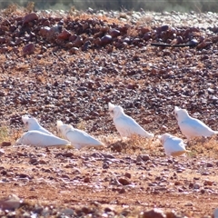 Cacatua sanguinea at Tibooburra, NSW - 2 Jul 2025 by MB