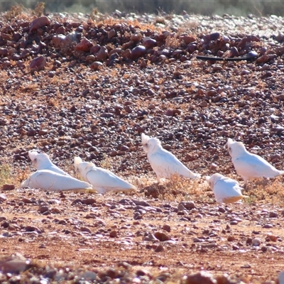 Cacatua sanguinea at Tibooburra, NSW - 2 Jul 2025 by MB