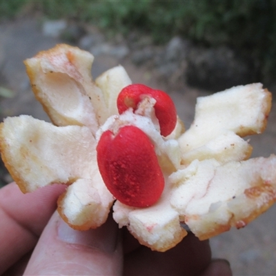 Ternstroemia cherryi (cherry beech) at Syndicate, QLD - 17 Aug 2016 by JasonPStewartNMsnc2016