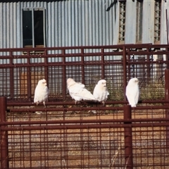 Cacatua sanguinea at Tibooburra, NSW - 2 Jul 2025 by MB