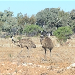 Dromaius novaehollandiae at Tibooburra, NSW - 2 Jul 2025 by MB