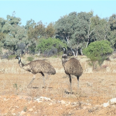 Dromaius novaehollandiae at Tibooburra, NSW - 2 Jul 2025 by MB