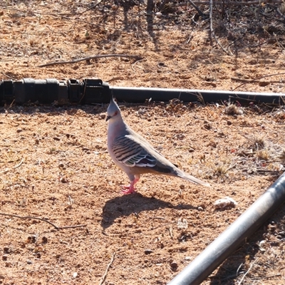 Ocyphaps lophotes at Tibooburra, NSW - 2 Jul 2025 by MB