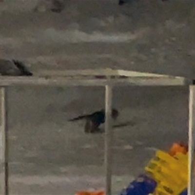 Hydromys chrysogaster at Perisher Valley, NSW - Today by Snowplough