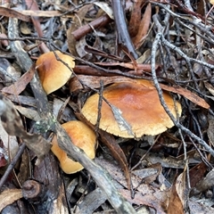 Unverified Fungus at Wamboin, NSW - 13 Jul 2025 by Komidar