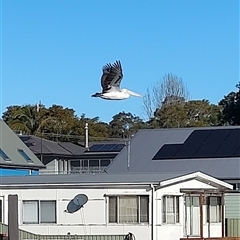 Pelecanus conspicillatus at Woy Woy, NSW - Yesterday by LyndalT