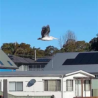 Pelecanus conspicillatus at Woy Woy, NSW - Yesterday by LyndalT