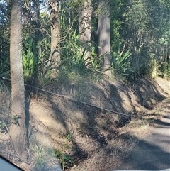 Doryanthes excelsa at Somersby, NSW - 12 Jul 2025 by LyndalT