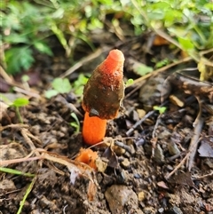 Unverified Fungus at Killabakh, NSW - 15 May 2025 by Purschy