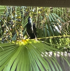 Ptilonorhynchus violaceus (Satin Bowerbird) at Bulli, NSW - Today by Clarkie