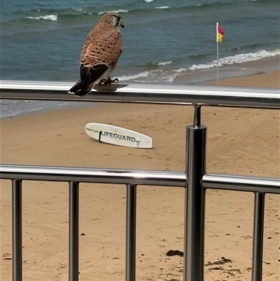 Falco cenchroides (Nankeen Kestrel) at Bulli, NSW - 27 Mar 2025 by Clarkie