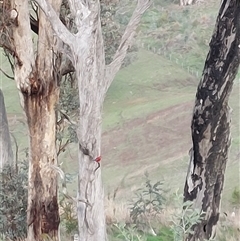 Platycercus elegans at Wirlinga, NSW - Today by RobCook
