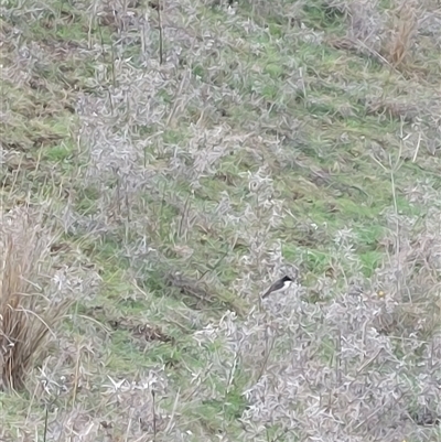 Myiagra inquieta at Wirlinga, NSW - Today by RobCook