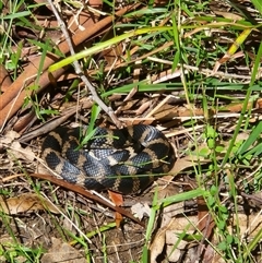 Pseudechis porphyriacus at Killabakh, NSW - 30 Mar 2024 by Purschy