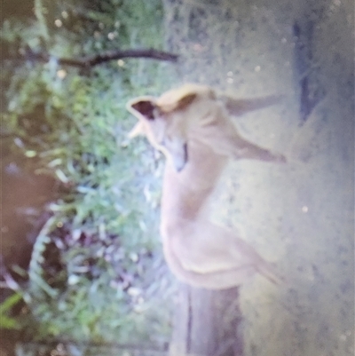 Vulpes vulpes at Killabakh, NSW - Today by Purschy