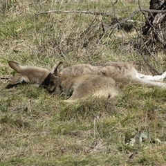Macropus giganteus at Fyshwick, ACT - Yesterday by Christine