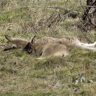 Macropus giganteus at Fyshwick, ACT - Yesterday by Christine