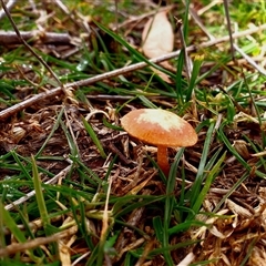 Leratiomyces ceres by McgregorRd