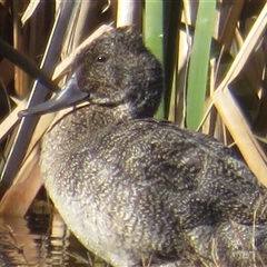 Stictonetta naevosa at Fyshwick, ACT - Yesterday by Christine