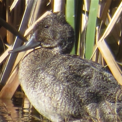Stictonetta naevosa at Fyshwick, ACT - Yesterday by Christine
