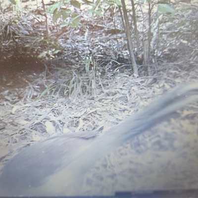 Menura novaehollandiae at Killabakh, NSW - Today by Purschy