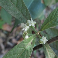 Psychotria loniceroides (hairy psychotria) at Mossman Gorge, QLD - 19 Nov 2015 by JasonPStewartNMsnc2016
