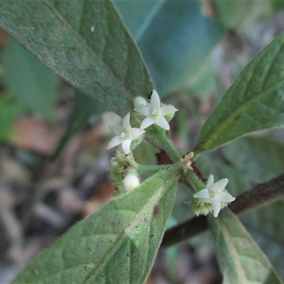Psychotria loniceroides (hairy psychotria) at Mossman Gorge, QLD - 19 Nov 2015 by JasonPStewartNMsnc2016