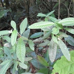 Psychotria loniceroides (hairy psychotria) at Mossman Gorge, QLD - 13 Jul 2016 by JasonPStewartNMsnc2016