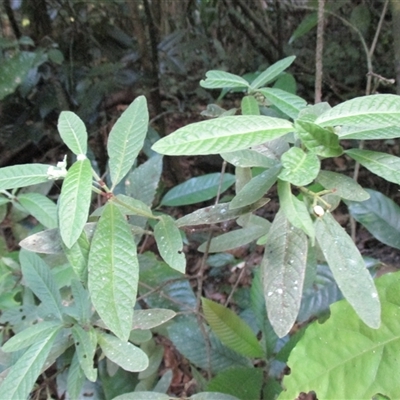Psychotria loniceroides (hairy psychotria) at Mossman Gorge, QLD - 13 Jul 2016 by JasonPStewartNMsnc2016