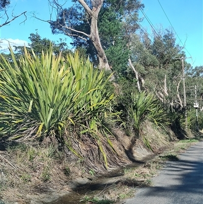 Doryanthes excelsa at Somersby, NSW - Yesterday by LyndalT