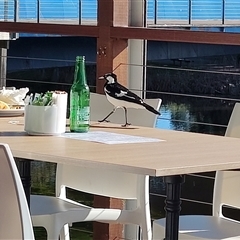 Grallina cyanoleuca at Somersby, NSW - Yesterday by LyndalT