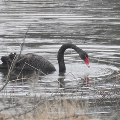 Cygnus atratus at Greenway, ACT - Today by HelenCross